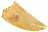 Serrated Raptor Tooth - Real Dinosaur Tooth #364721-1